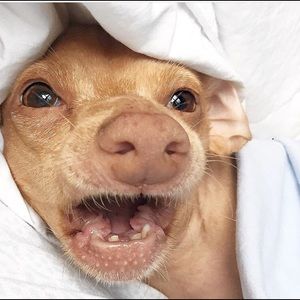 Meet your Posher, Olivia